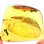 Rare Beetle With Genital Coming Out In Dominican Amber