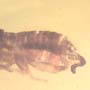 Rare Beetle With Genital Coming Out In Dominican Amber