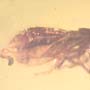 Rare Beetle With Genital Coming Out In Dominican Amber