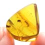 Rare Beetle With Genital Coming Out In Dominican Amber