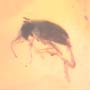 Rare Beetle With Genital Coming Out In Dominican Amber