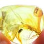 Rare Beetle With Genital Coming Out In Dominican Amber