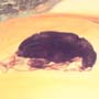 Rare Beetle With Genital Coming Out In Dominican Amber