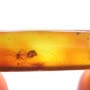 Rare Beetle With Genital Coming Out In Dominican Amber