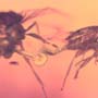 Rare Beetle With Genital Coming Out In Dominican Amber