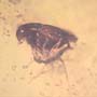 Rare Beetle With Scelionid Wasp Clinging Under Its Abdomen In Dominican Amber