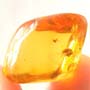 Rare Beetle With Sex Organ Extended In Dominican Amber