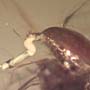 Rare Beetle With Sex Organ Extended In Dominican Amber