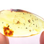 Rare Biting Midge Biting The Head Of Bristletail And Thrip Larva In Dominican Amber.