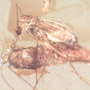 Rare Biting Midge Biting The Head Of Bristletail And Thrip Larva In Dominican Amber