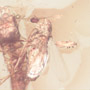 Rare Biting Midge Biting The Head Of Bristletail And Thrip Larva In Dominican Amber