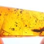 Rare Breached Earwig In Dominican Amber