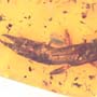 Rare Breached Earwig In Dominican Amber