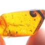 Rare Breached Millipede And Fly In Dominican Amber
