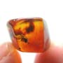 Rare Breached Square Headed Ant In Dominican Amber