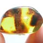 Rare Caterpillar In Dominican Amber