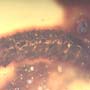 Rare Caterpillar In Dominican Amber