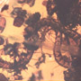 Rare Centipede In Dominican Amber