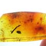 Rare Centipede In Dominican Amber