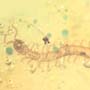 Rare Centipede In Dominican Amber