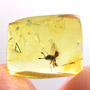 Rare Chalcidid Wasp In Dominican Amber.