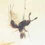 Rare Chalcidid Wasp In Dominican Amber.