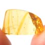 Rare Chasing Of Worker Ants In Dominican Amber