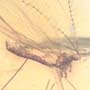 Rare Crane Fly With Ten Mites Riding On Its Abdomen In Dominican Amber