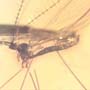 Rare Crane Fly With Ten Mites Riding On Its Abdomen In Dominican Amber