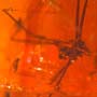 Rare Daddy Long Legged Spider In Dominican Amber