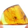 Rare Decomposed Earwig In Dominican Amber