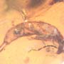 Rare Decomposed Earwig In Dominican Amber