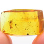 Rare Decomposed Gnat Bug In Dominican Amber
