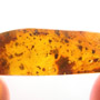 Rare Earwig In Dominican Amber