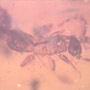 Rare Earwig In Dominican Amber