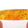 Rare Earwig In Dominican Amber