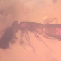 Rare Earwig In Dominican Amber