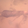 Rare Earwig In Dominican Amber