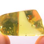 Rare Fighting True Midge And Biting Midge In Dominican Amber