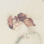 Rare Fighting True Midge And Biting Midge In Dominican Amber