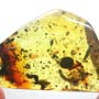 Rare Five Bark Beetles And Weevil In Dominican Amber