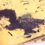 Rare Weevil And Five Bark Beetles In Dominican Amber