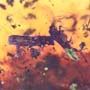 Rare Weevil And Five Bark Beetles In Dominican Amber
