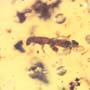 Rare Weevil And Five Bark Beetles In Dominican Amber