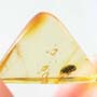 Rare Flower Beetle With Eggs In Dominican Amber