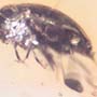 Rare Flower Beetle With Eggs In Dominican Amber
