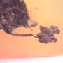 Rare Flower Beetle With Eggs In Dominican Amber
