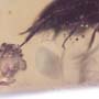 Rare Flower Beetle With Eggs In Dominican Amber