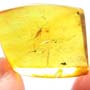 Rare Fly With Bunch Of Egg In Dominican Amber