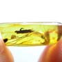 Rare Fungus Gnat And Twenty Six Eggs In Dominican Amber